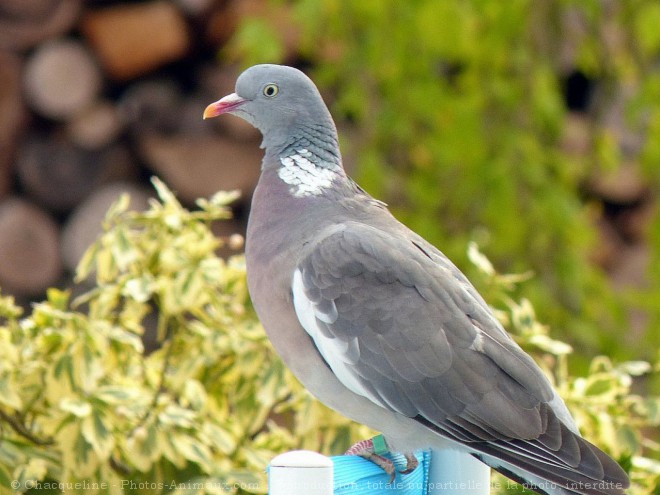 Photo de Pigeon - ramier