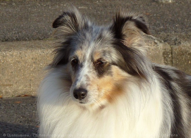 Photo de Chien de berger des shetland