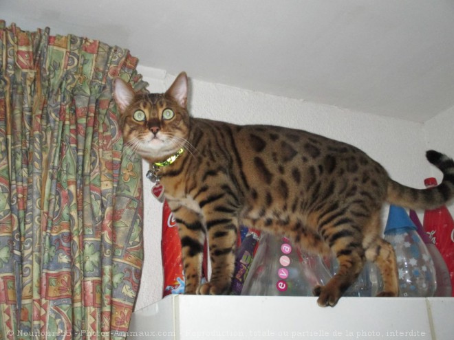 Photo de Bengal