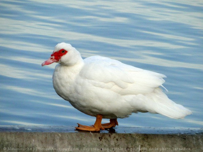 Photo de Canard de barbarie