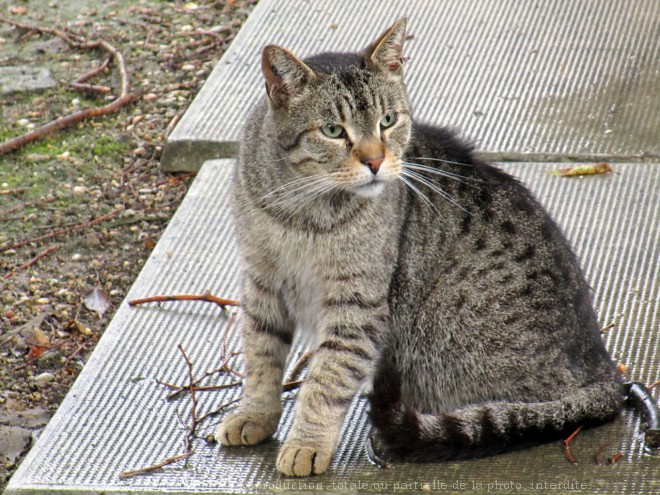 Photo de Chat domestique