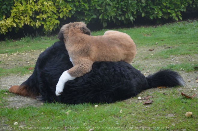 Photo de Saint-bernard poil long