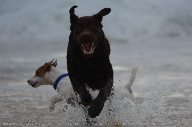 Photo de Labrador retriever