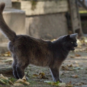 Photo de Chat domestique