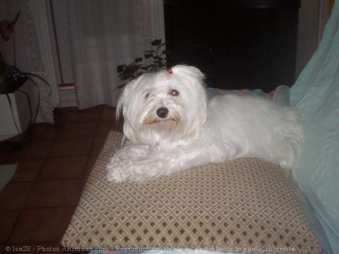 Photo de Bichon maltais