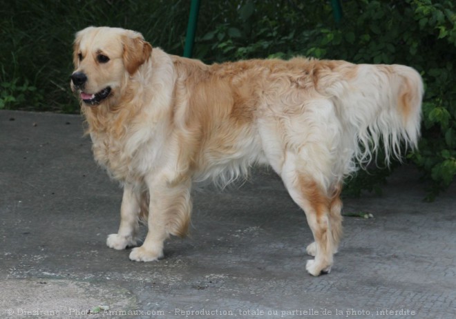 Photo de Retriever  poil boucl