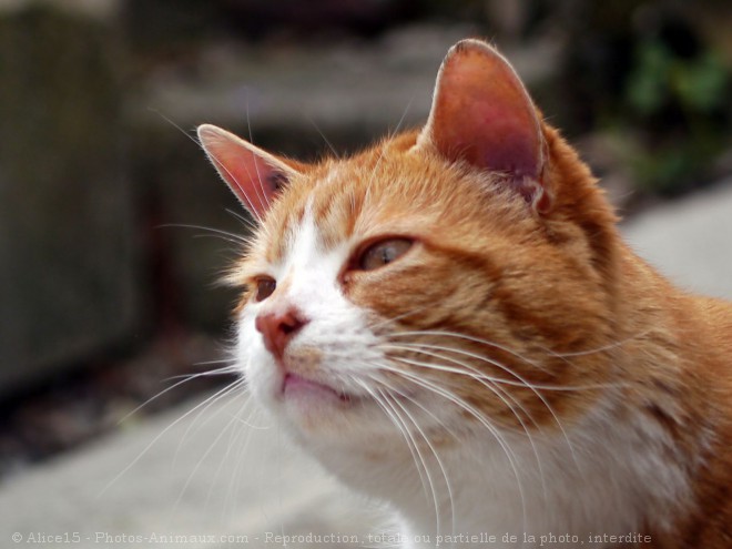 Photo de Chat domestique