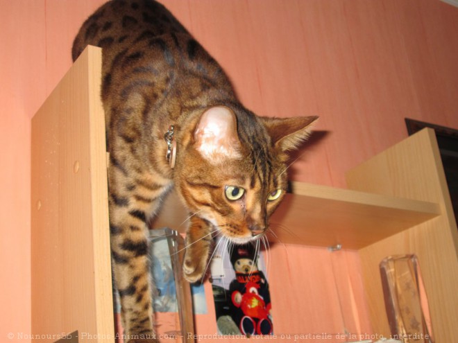 Photo de Bengal