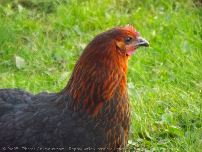 Photo de Poule