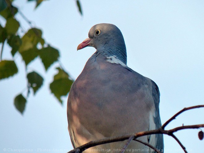 Photo de Pigeon - ramier