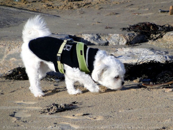 Photo de Coton de tulear