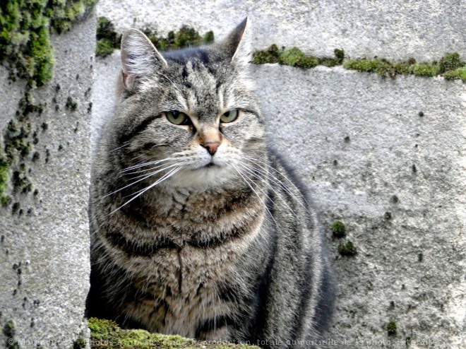 Photo de Chat domestique