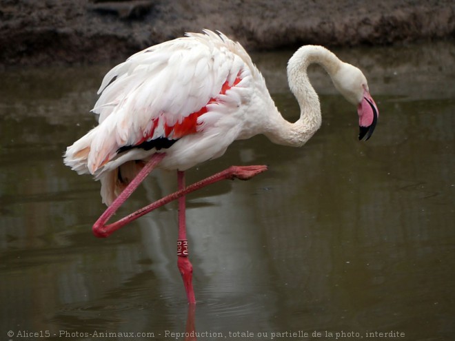 Photo de Flamand rose