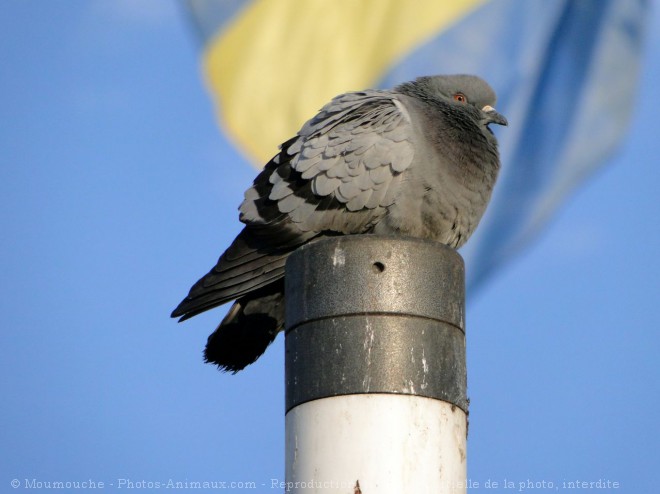 Photo de Pigeon