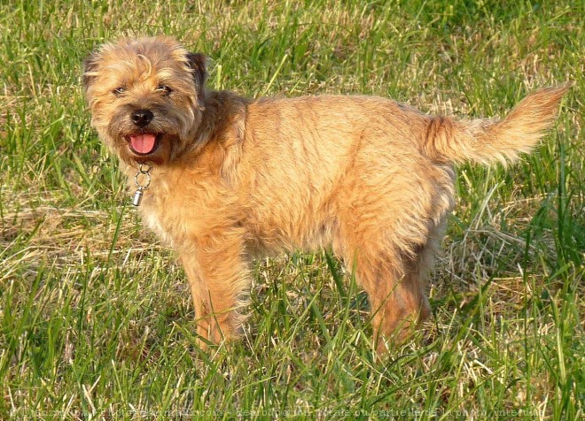 Photo de Border terrier