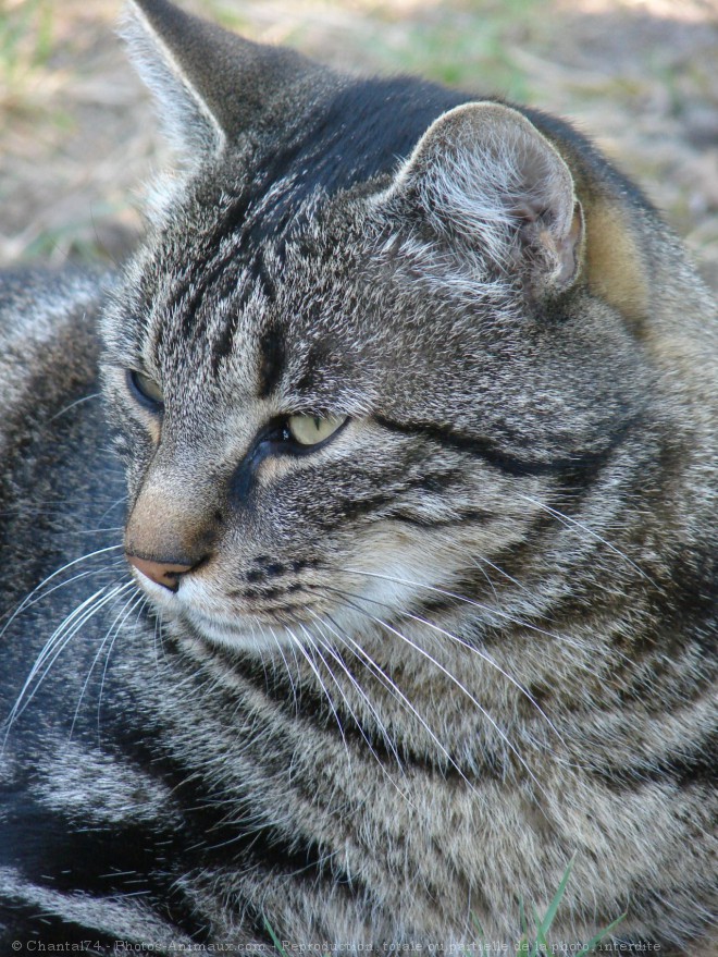 Photo de Chat domestique