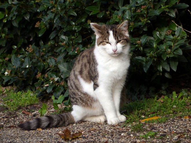 Photo de Chat domestique