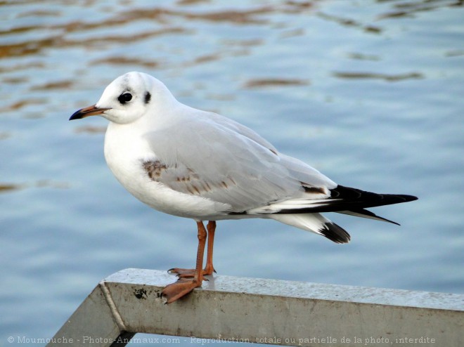 Photo de Mouette