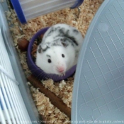 Photo de Hamster