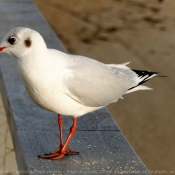 Photo de Mouette