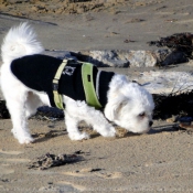 Photo de Coton de tulear