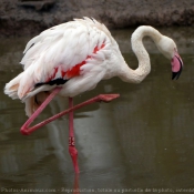 Photo de Flamand rose