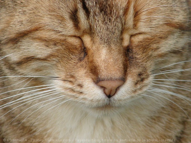 Photo de Chat domestique