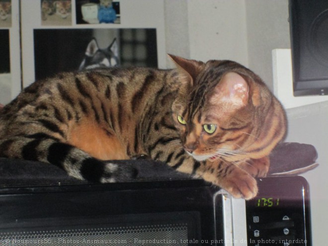 Photo de Bengal