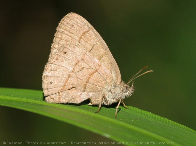 Photo de Papillon