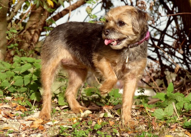 Photo de Border terrier