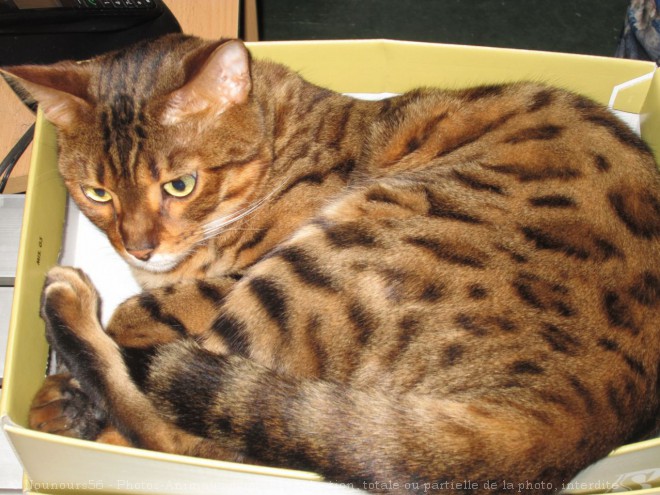 Photo de Bengal