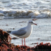 Photo de Mouette