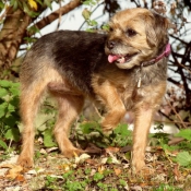 Photo de Border terrier