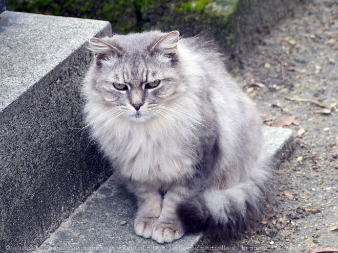 Photo de Chat domestique