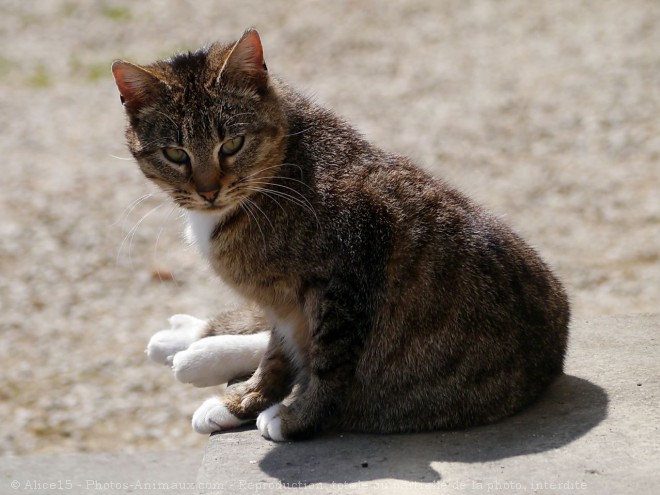 Photo de Chat domestique