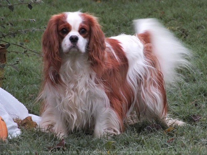 Photo de Cavalier king charles spaniel