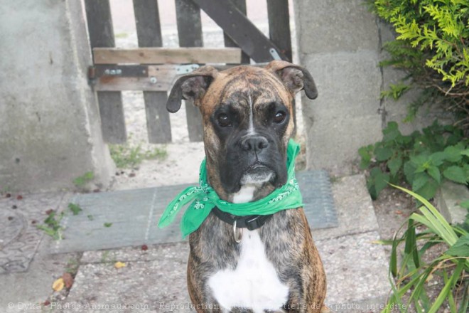 Photo de Boxer