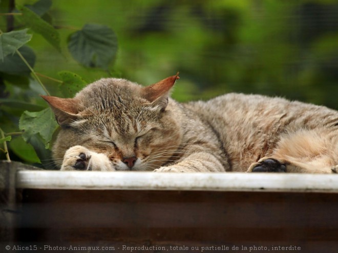 Photo de Chat de gordoni