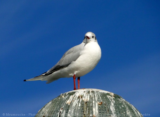 Photo de Mouette