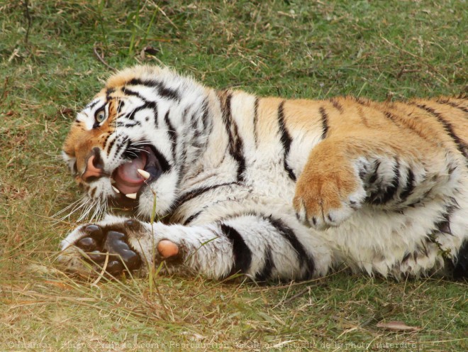 Photo de Tigre