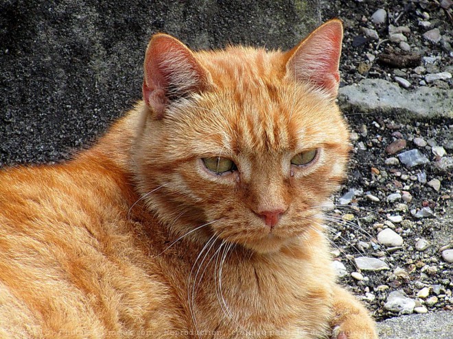 Photo de Chat domestique