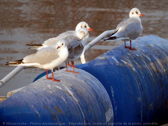 Photo de Mouette