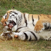 Photo de Tigre