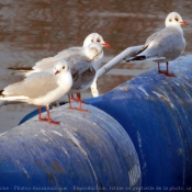 Photo de Mouette