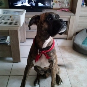 Photo de Boxer