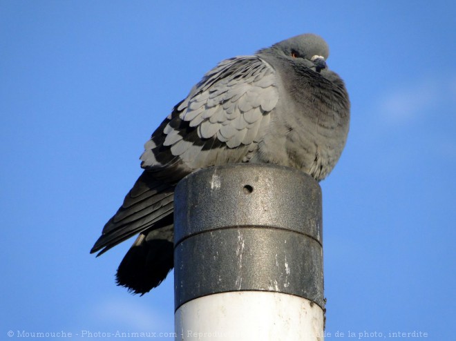 Photo de Pigeon