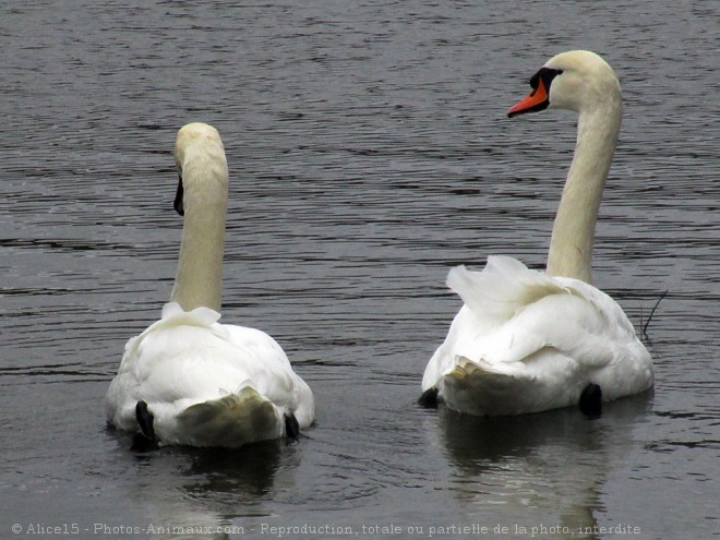 Photo de Cygne