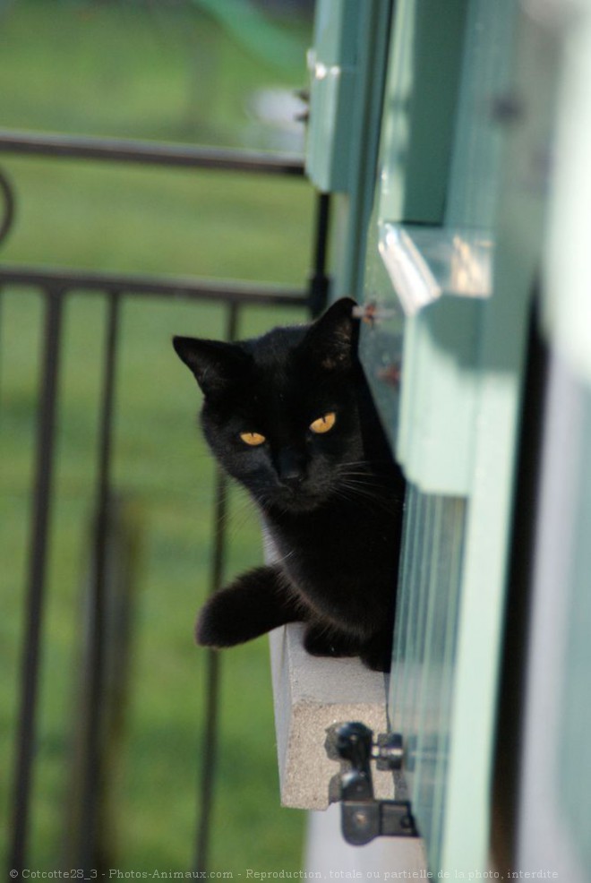 Photo de Chat domestique