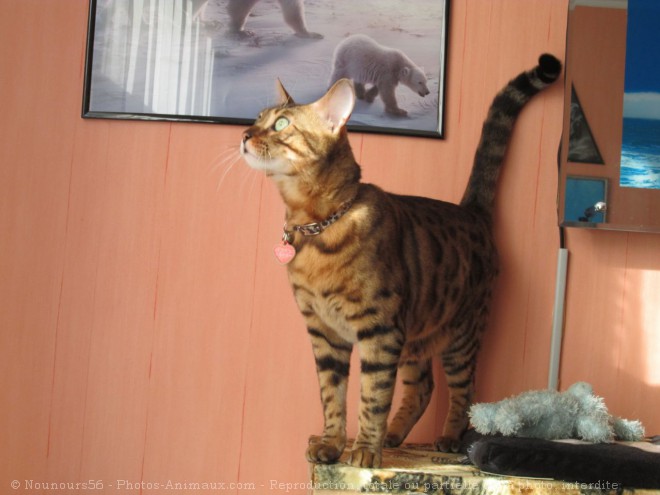 Photo de Bengal