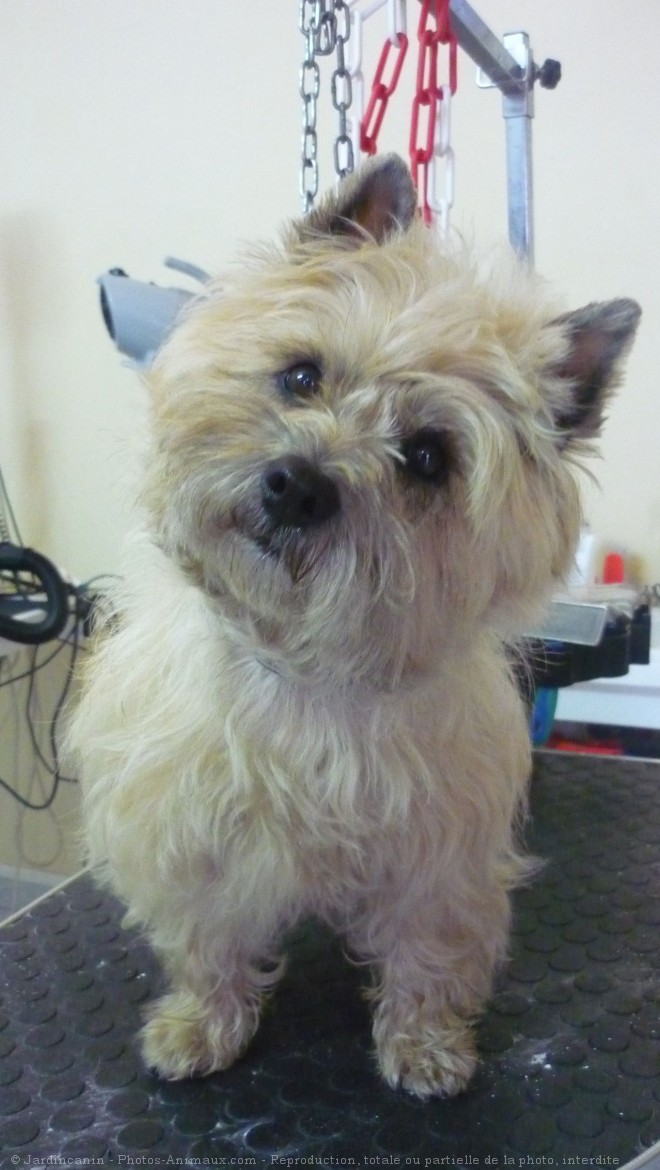 Photo de Cairn terrier